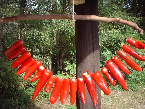 paprikaernte 2002 :::