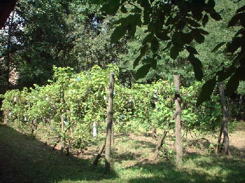 barbarellas weingarten :::