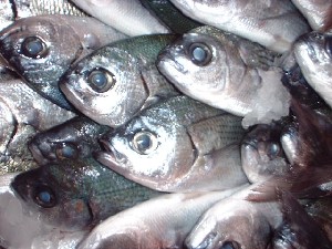 fische auf vulcano ;-)
