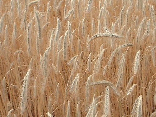 getreidefeld : burgenland :::