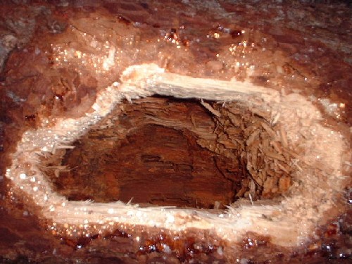harziges hohles holz : traisen :::