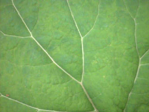 huflattich : traisen :::