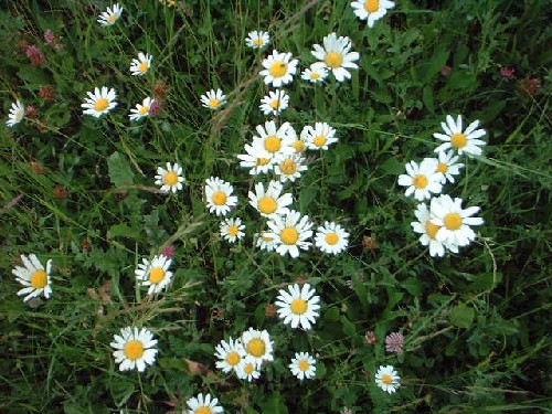 blumen : traisen :::