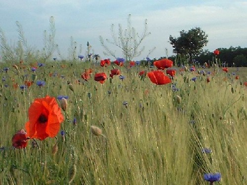 mohnwiese : burgenland :::