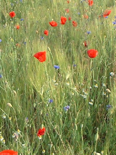 mohnwiese : burgenland :::
