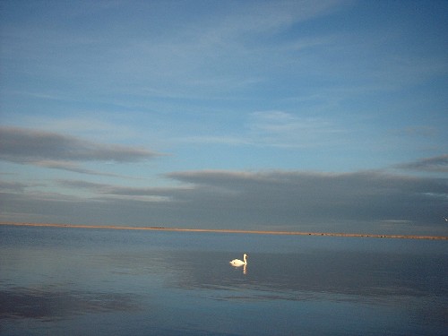 schwan : neusiedler see : ungarn :::