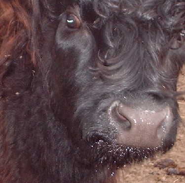  : m&ouml;rbisch :::