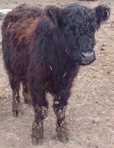  : m&ouml;rbisch :::