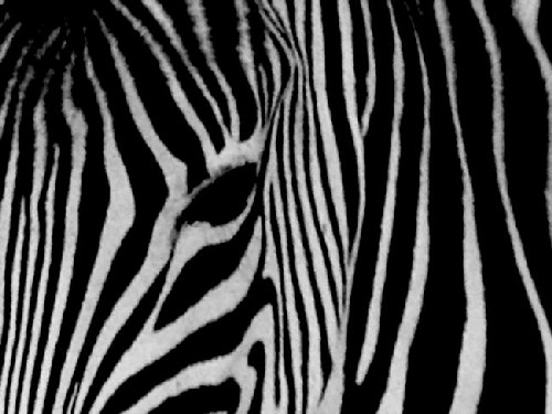 zebra :::