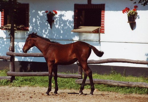 varga-fohlen :::