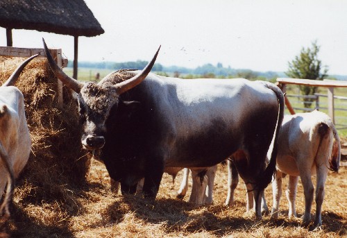 puszta-rind :::