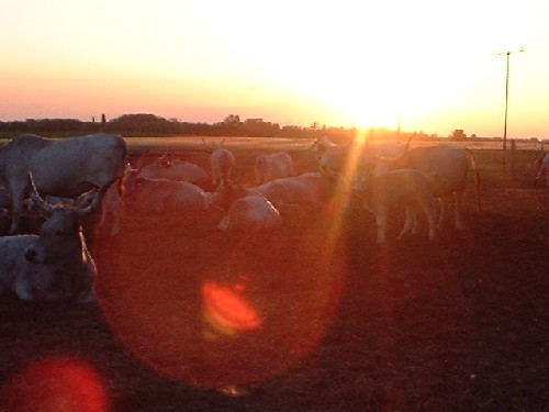 sonnenuntergang :::