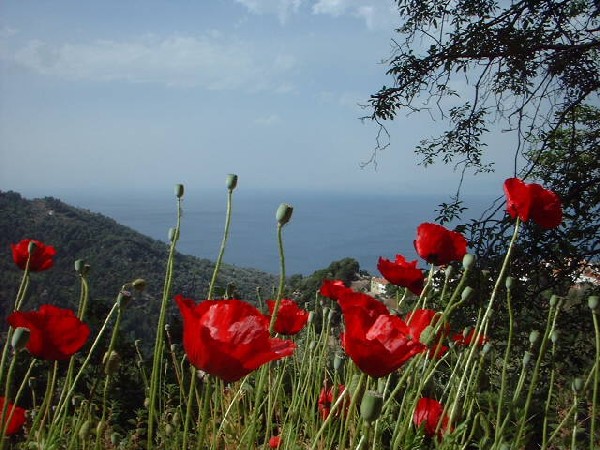 SAMOS