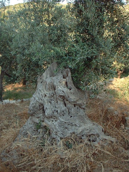 SAMOS