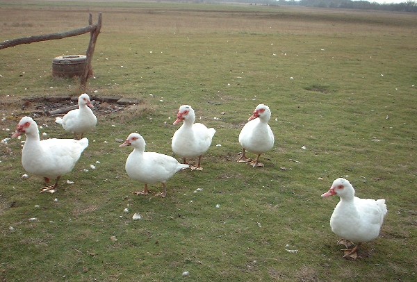 Bennis erste Puszta Impressionen ;-)