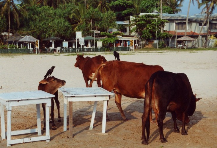 Alutgama