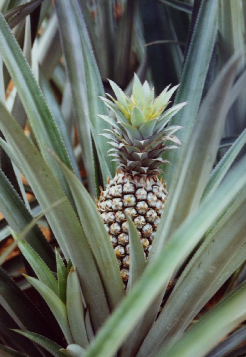 reife Ananas