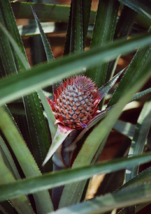 Babyananas