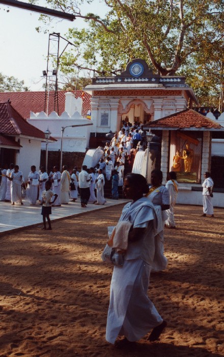 Bohdi-Baum, Sri Maha Bodhi