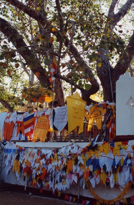 Bohdi-Baum, Sri Maha Bodhi