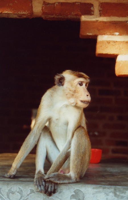 Polonaruwa