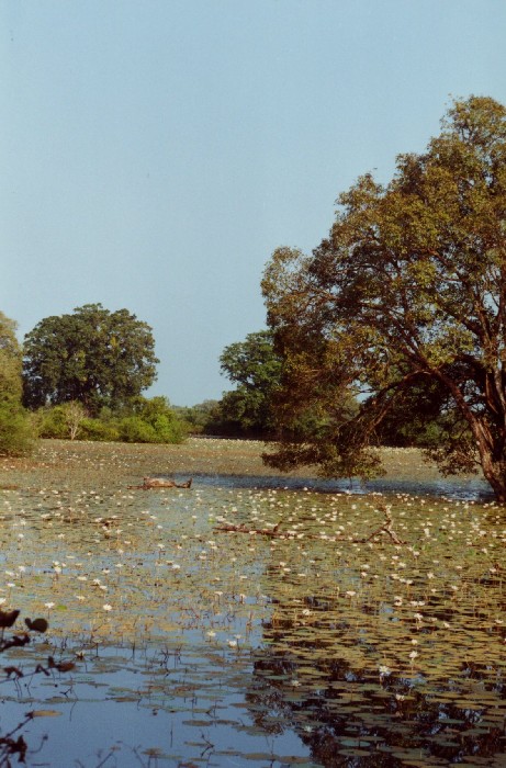 Polonaruwa