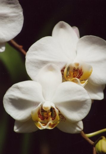 Peradeniya Botanical Garden