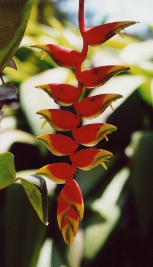 Peradeniya Botanical Garden