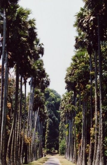 Peradeniya Botanical Garden