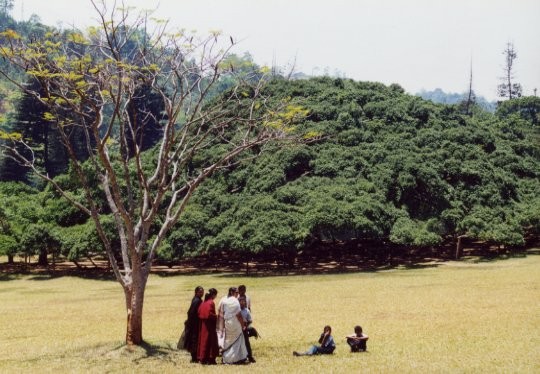 Peradeniya Botanical Garden - 
der gr&ouml;�te Ficus Benjamin der Welt - 2.500 Quadratmeter !