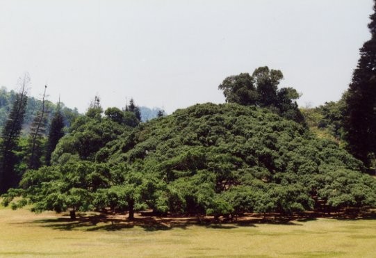 Peradeniya Botanical Garden - 
der gr&ouml;�te Ficus Benjamin der Welt - 2.500 Quadratmeter !