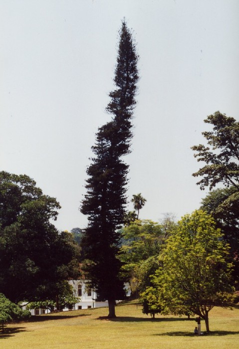 Peradeniya Botanical Garden