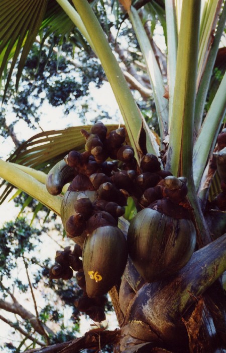 Peradeniya Botanical Garden