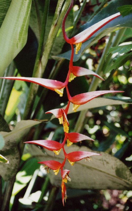 Peradeniya Botanical Garden