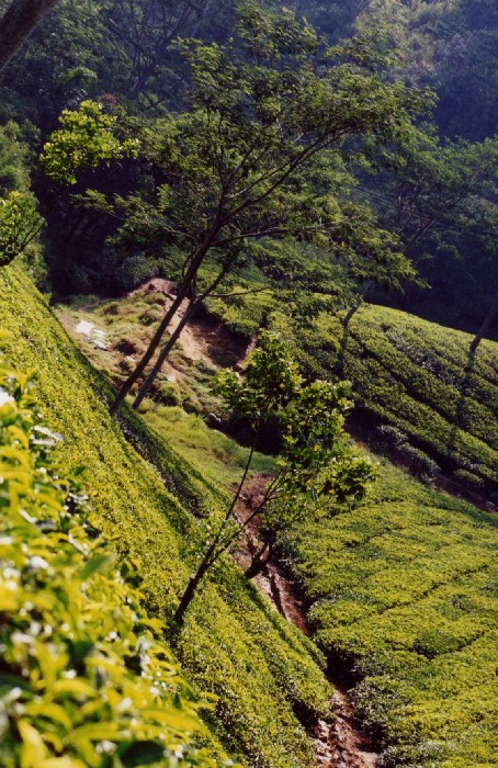 das Hochland von Nuwara Eliya - Zentrum des Teeanbaus ...