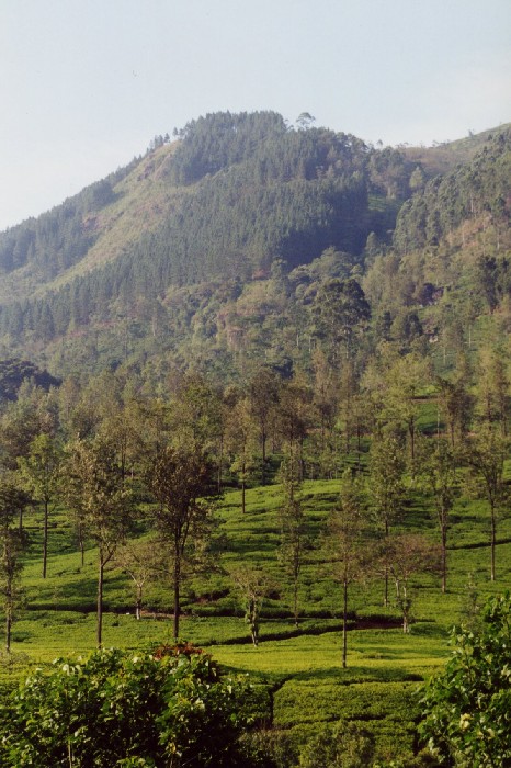 das Hochland von Nuwara Eliya - Zentrum des Teeanbaus ...