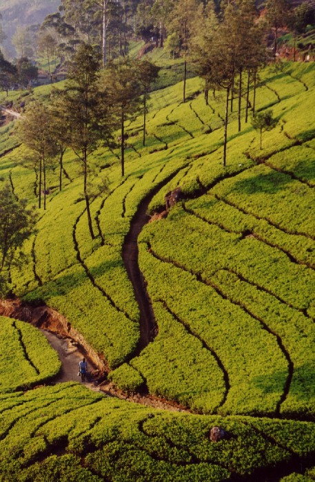 das Hochland von Nuwara Eliya - Zentrum des Teeanbaus ...
