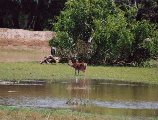 Safari im Yala National Park