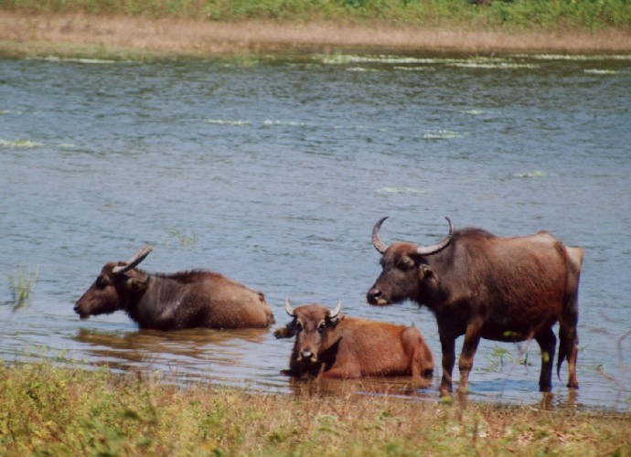 Safari im Yala National Park