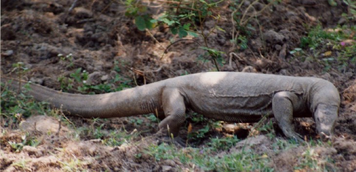 Safari im Yala National Park