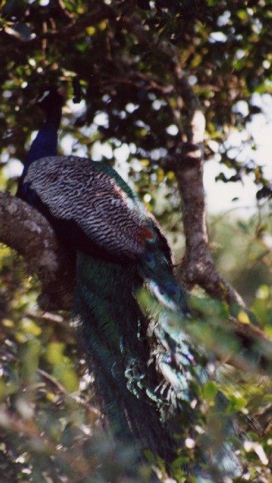 Safari im Yala National Park