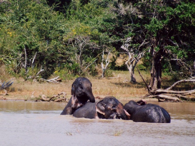 Safari im Yala National Park