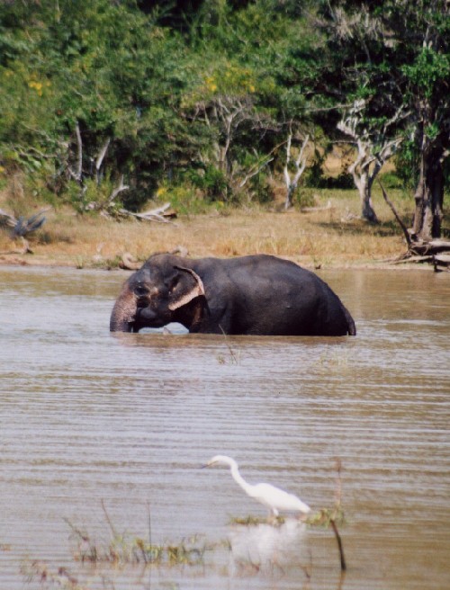 Safari im Yala National Park