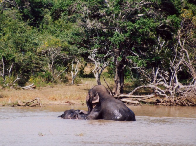 Safari im Yala National Park