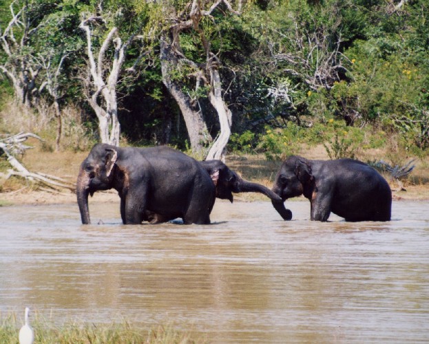 Safari im Yala National Park
