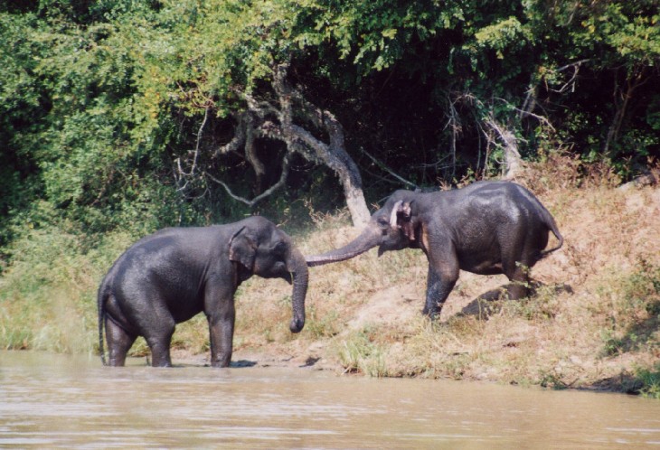 Safari im Yala National Park