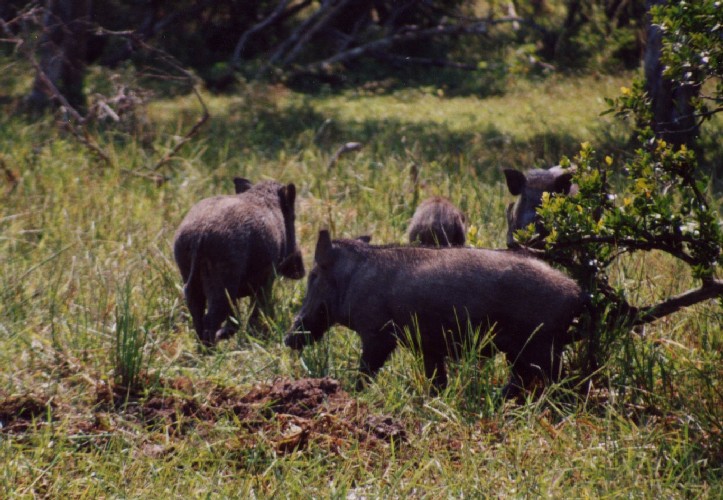 Safari im Yala National Park