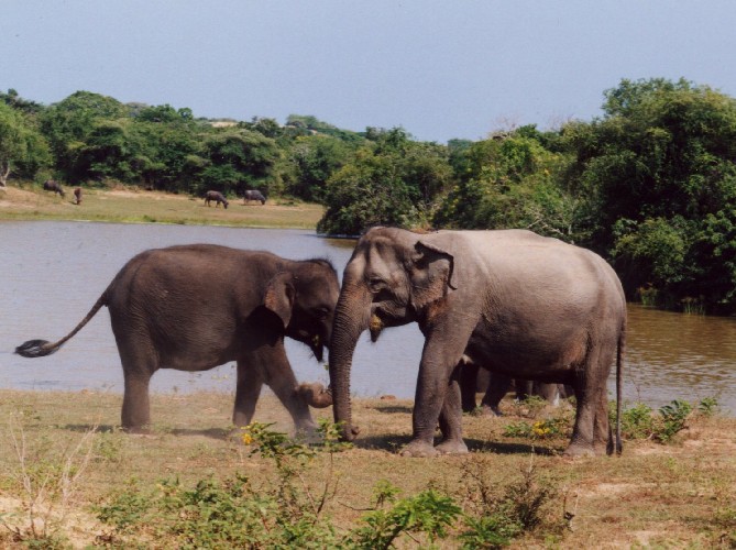 Safari im Yala National Park