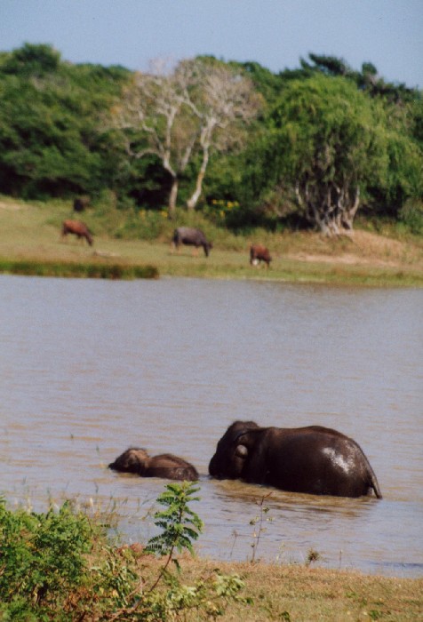 Safari im Yala National Park