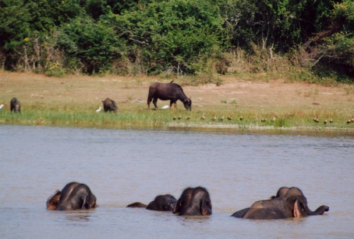 Safari im Yala National Park